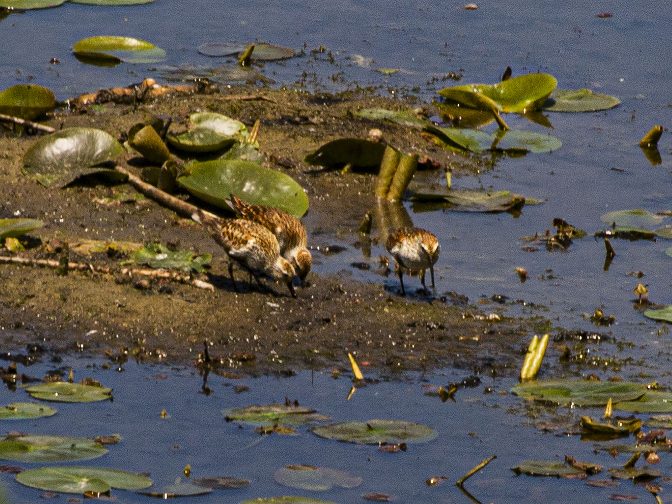 Dunlin