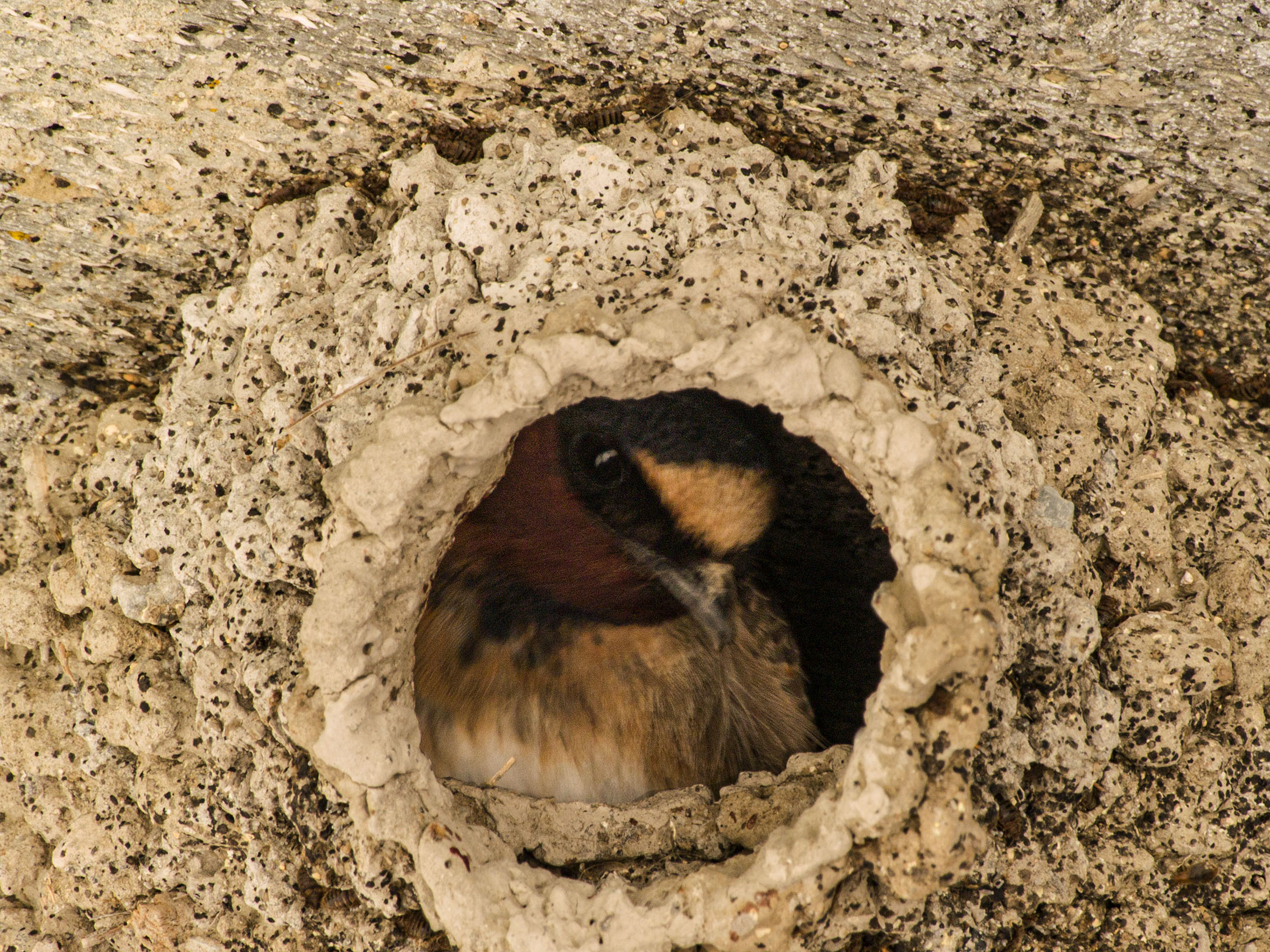 Swallows