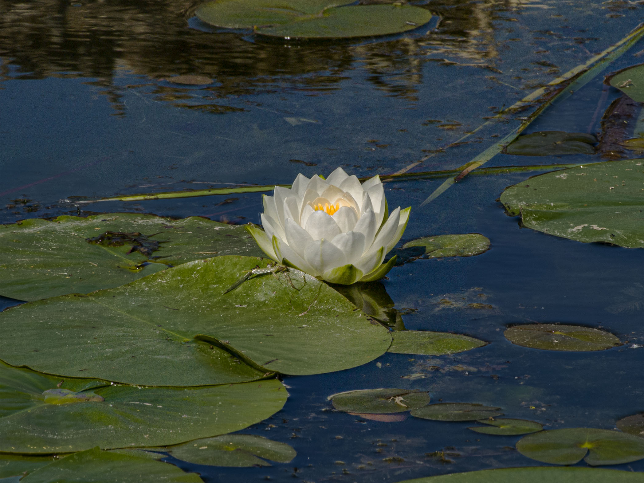 Water Lily