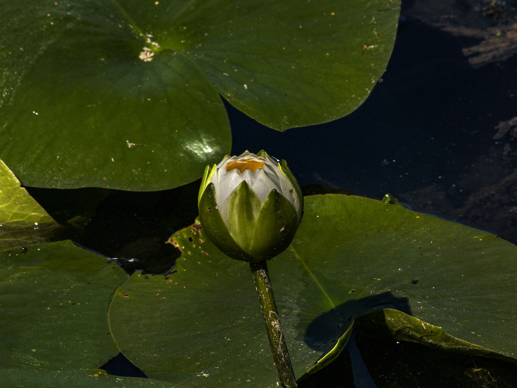 Water Lily Bud