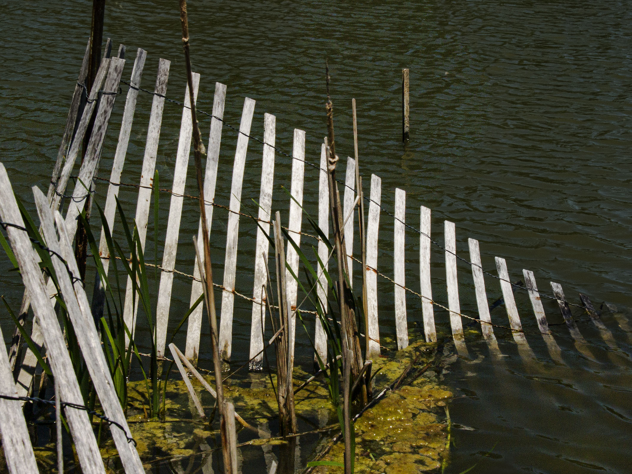 Snow Fence