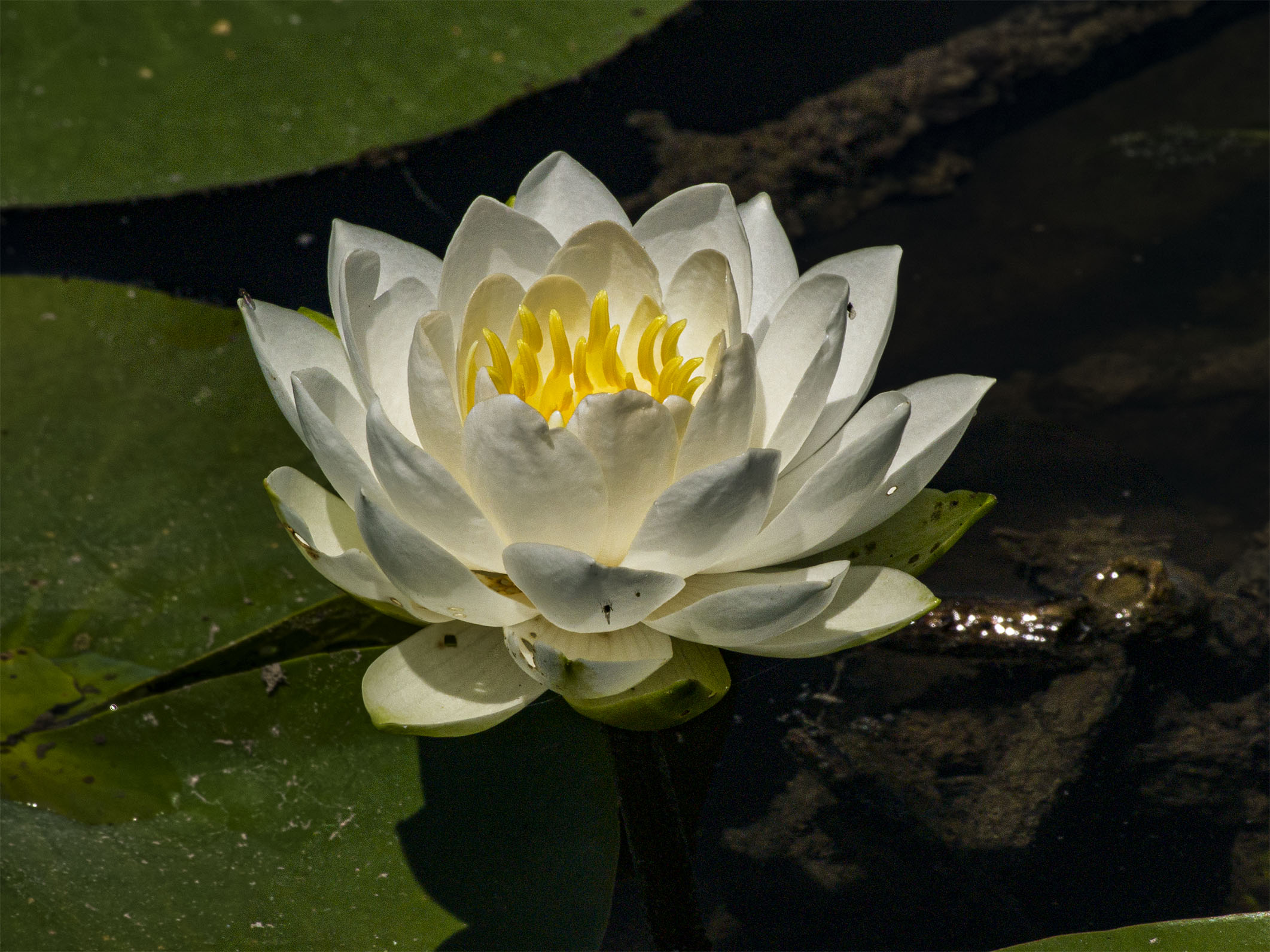 Water Lily