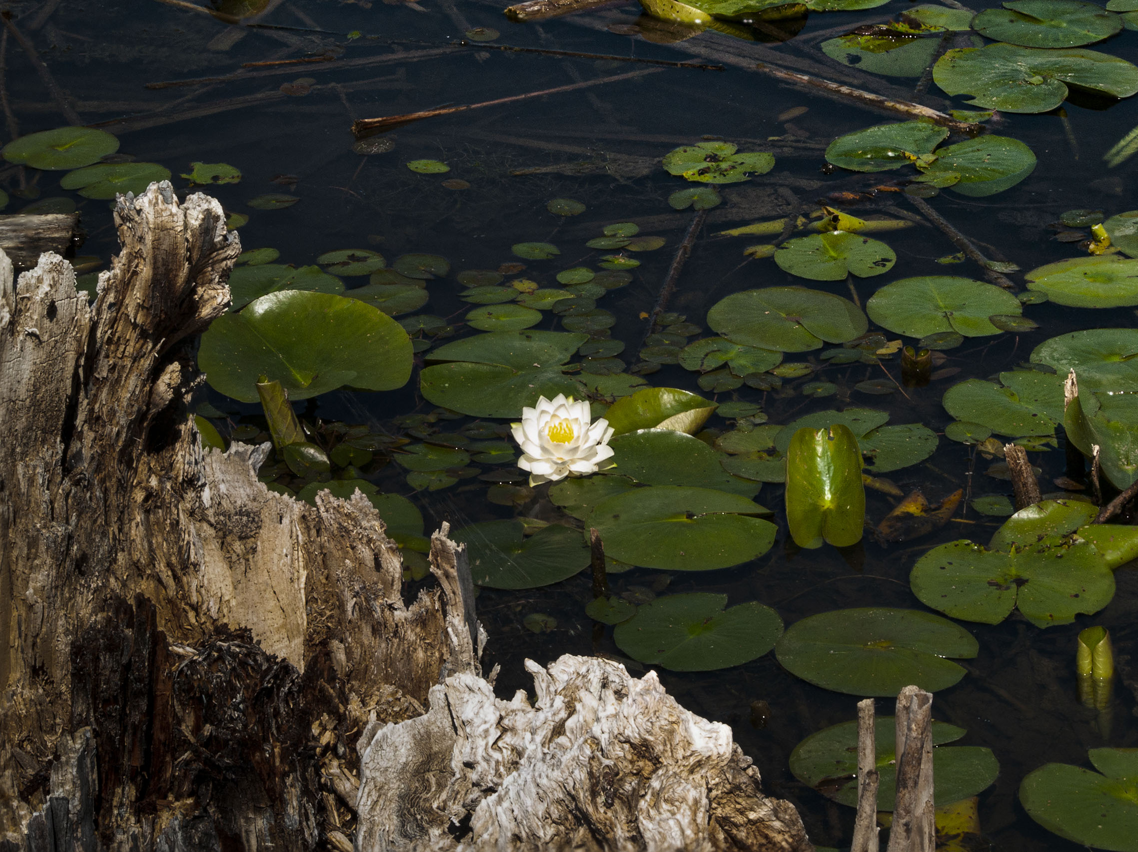 Water Lily and Log