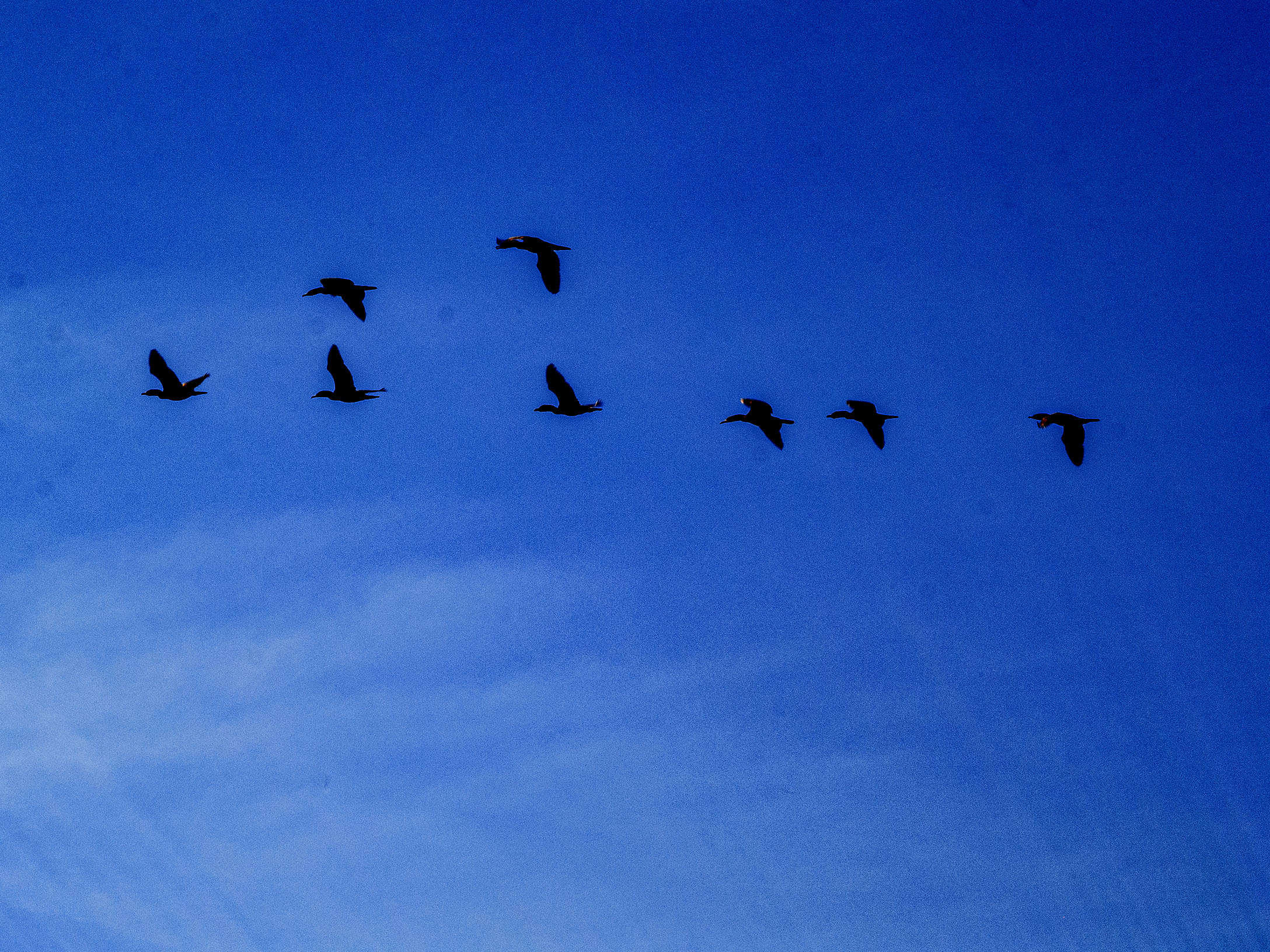 Double Crested Cormorants