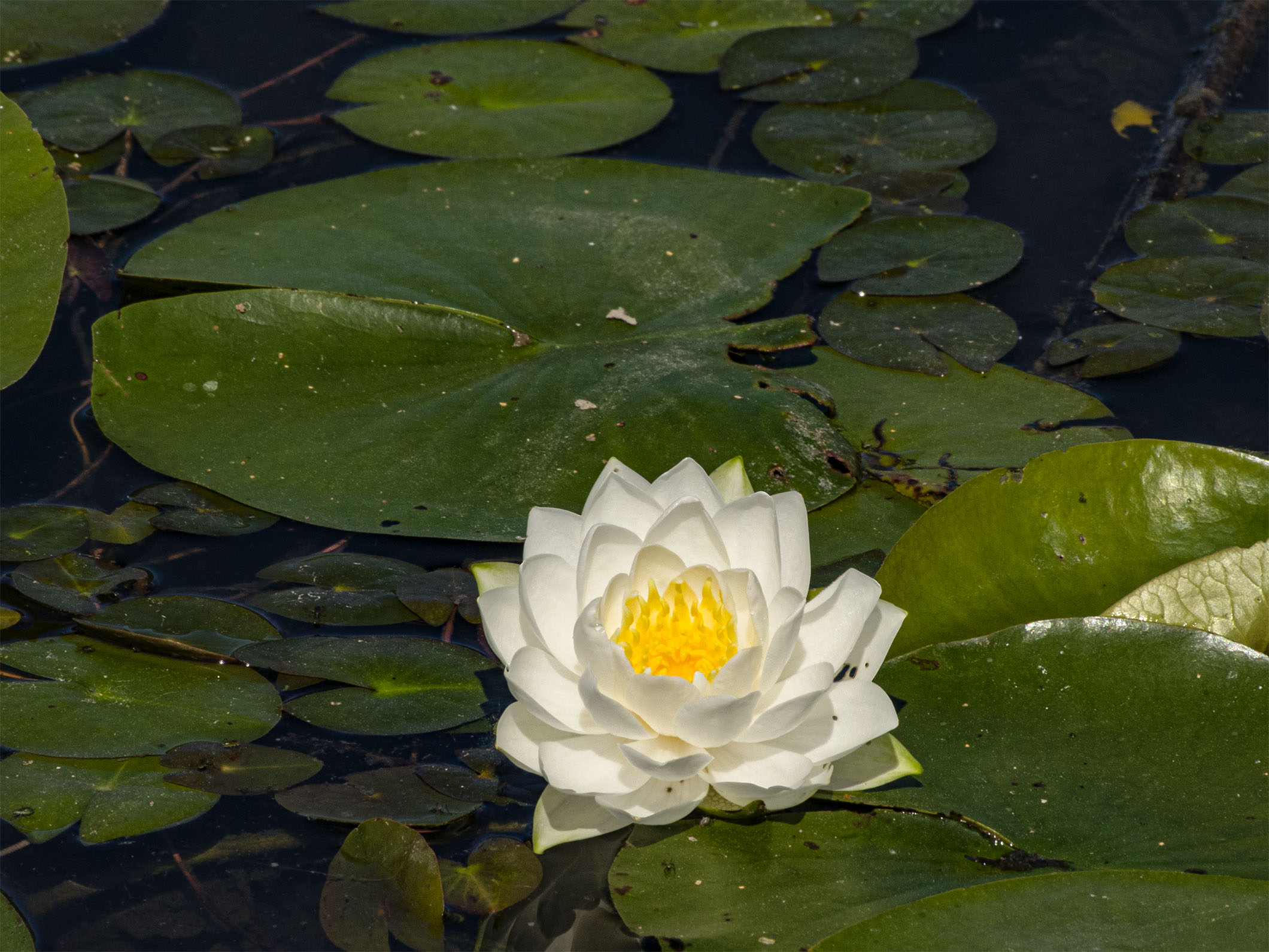 Water Lily