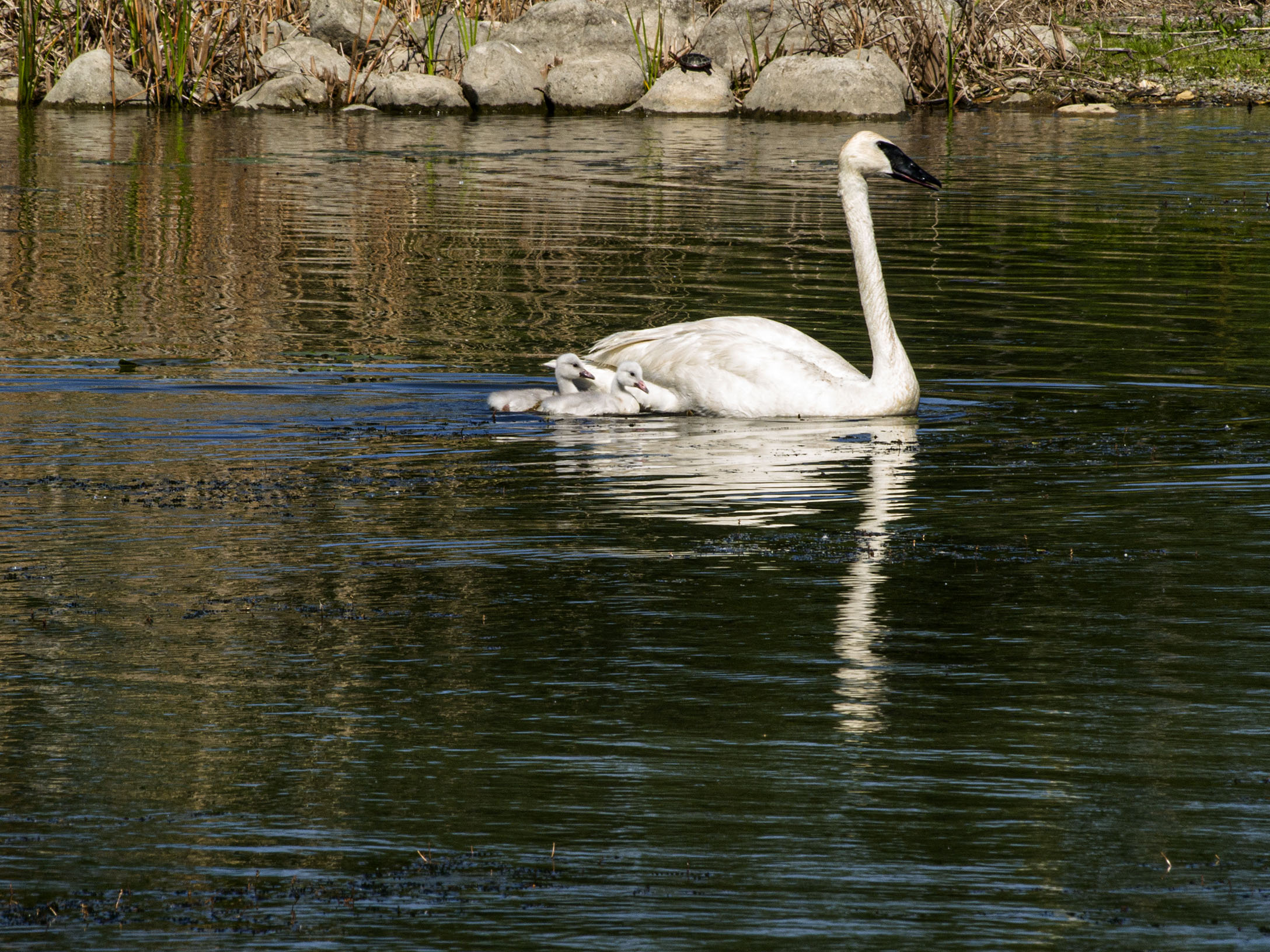 Parent and Cygnets