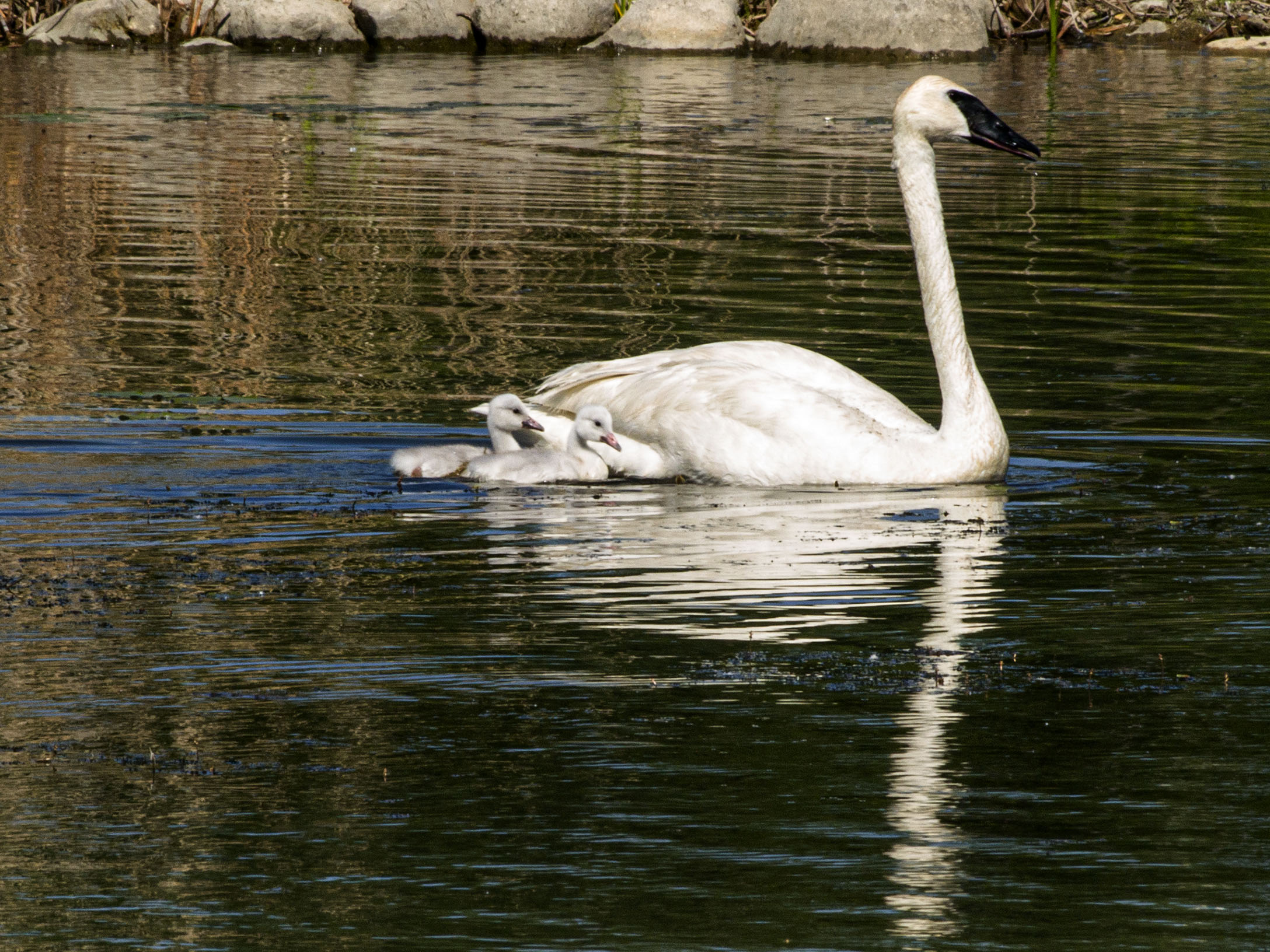 Parent and Cygnets