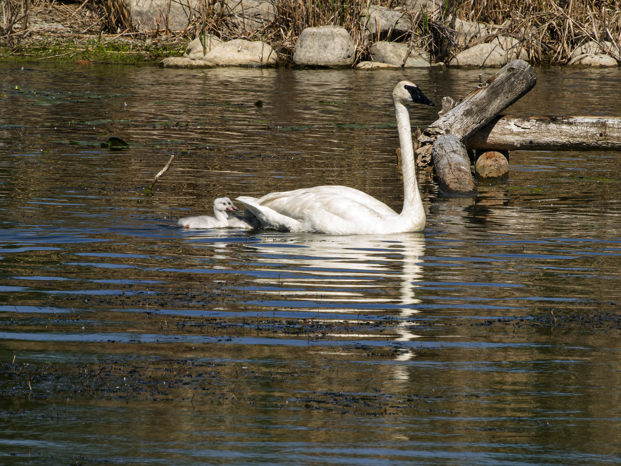 Trumpeter and Cygnets