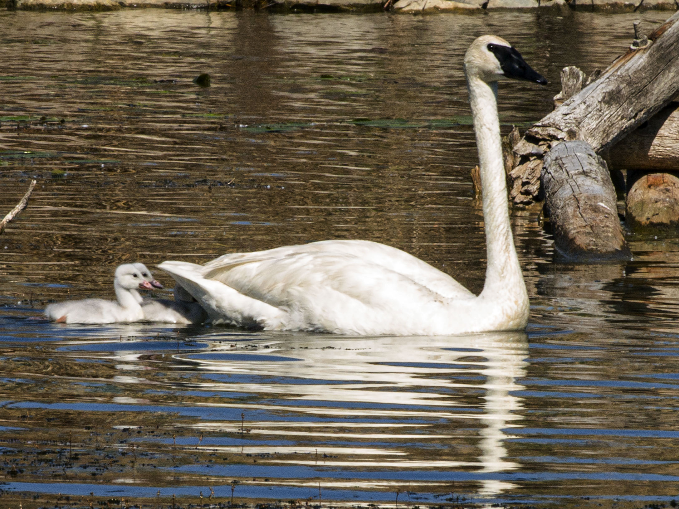 Trumpeter and Cygnets