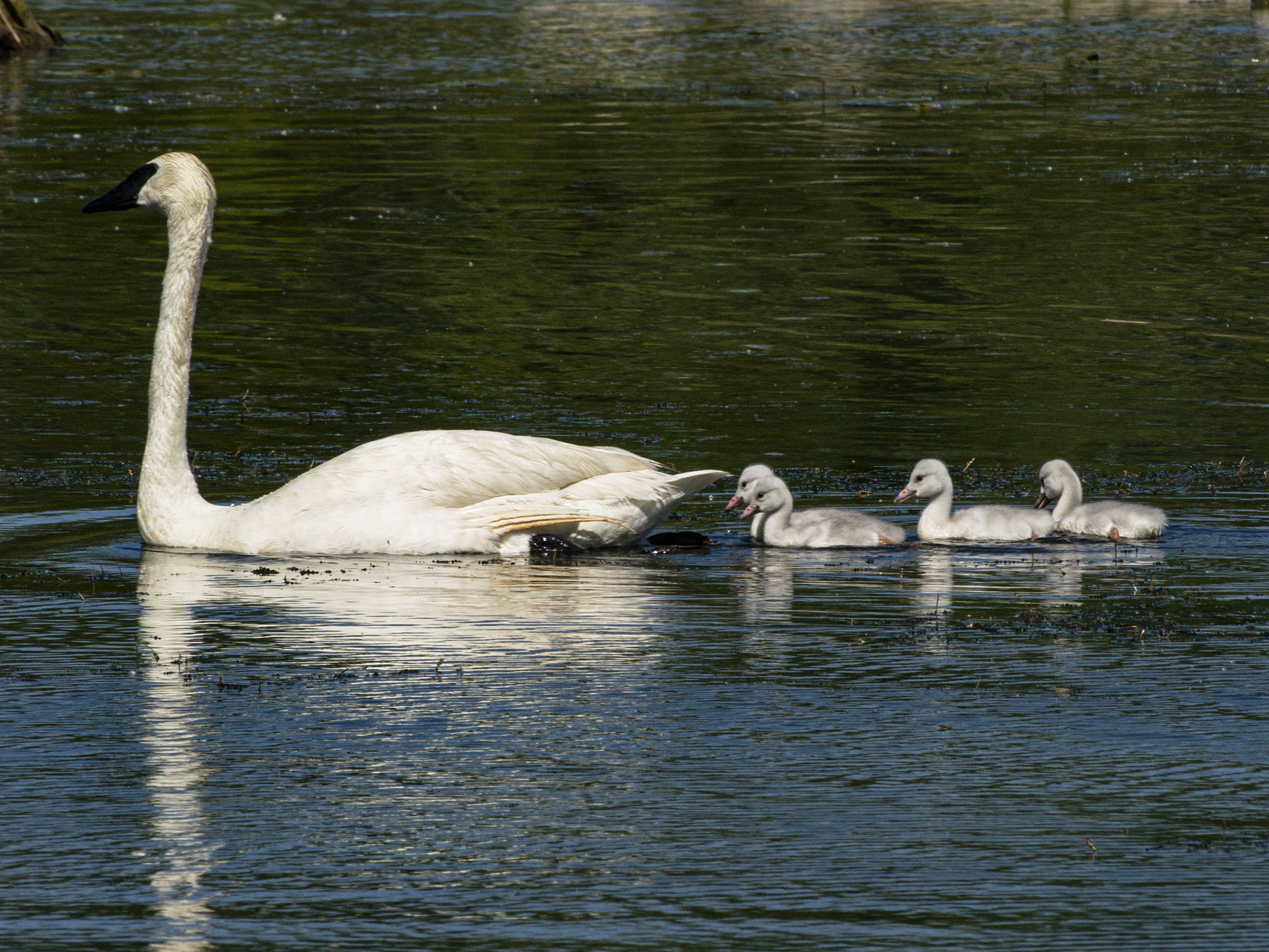 Trumpeter and Cygnets