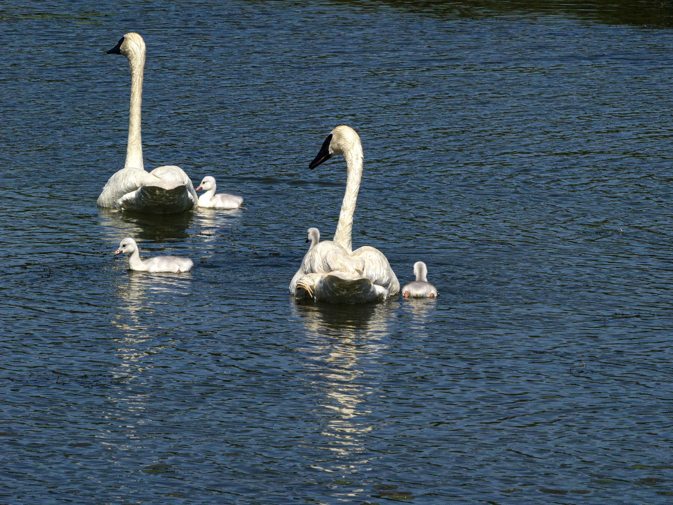 Trumpeter and Cygnets