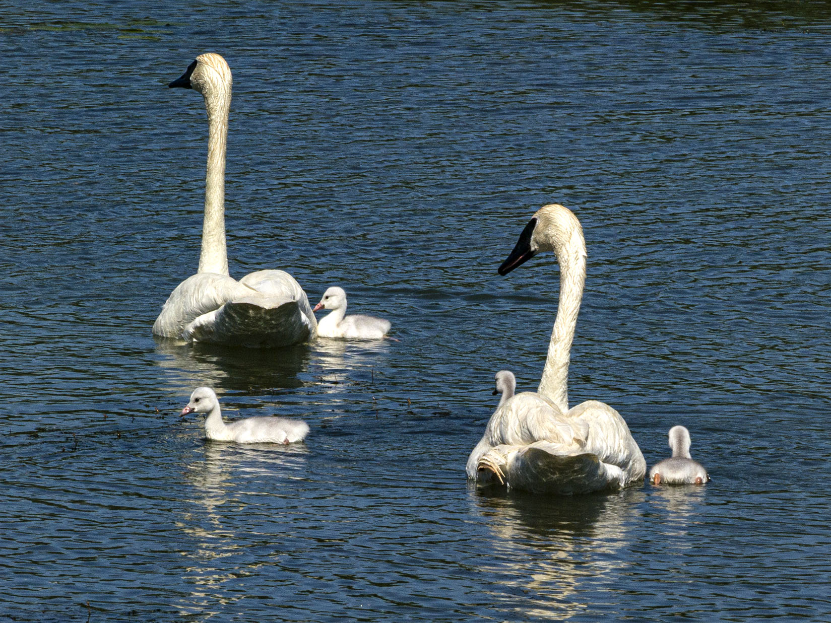 Trumpeter and Cygnets