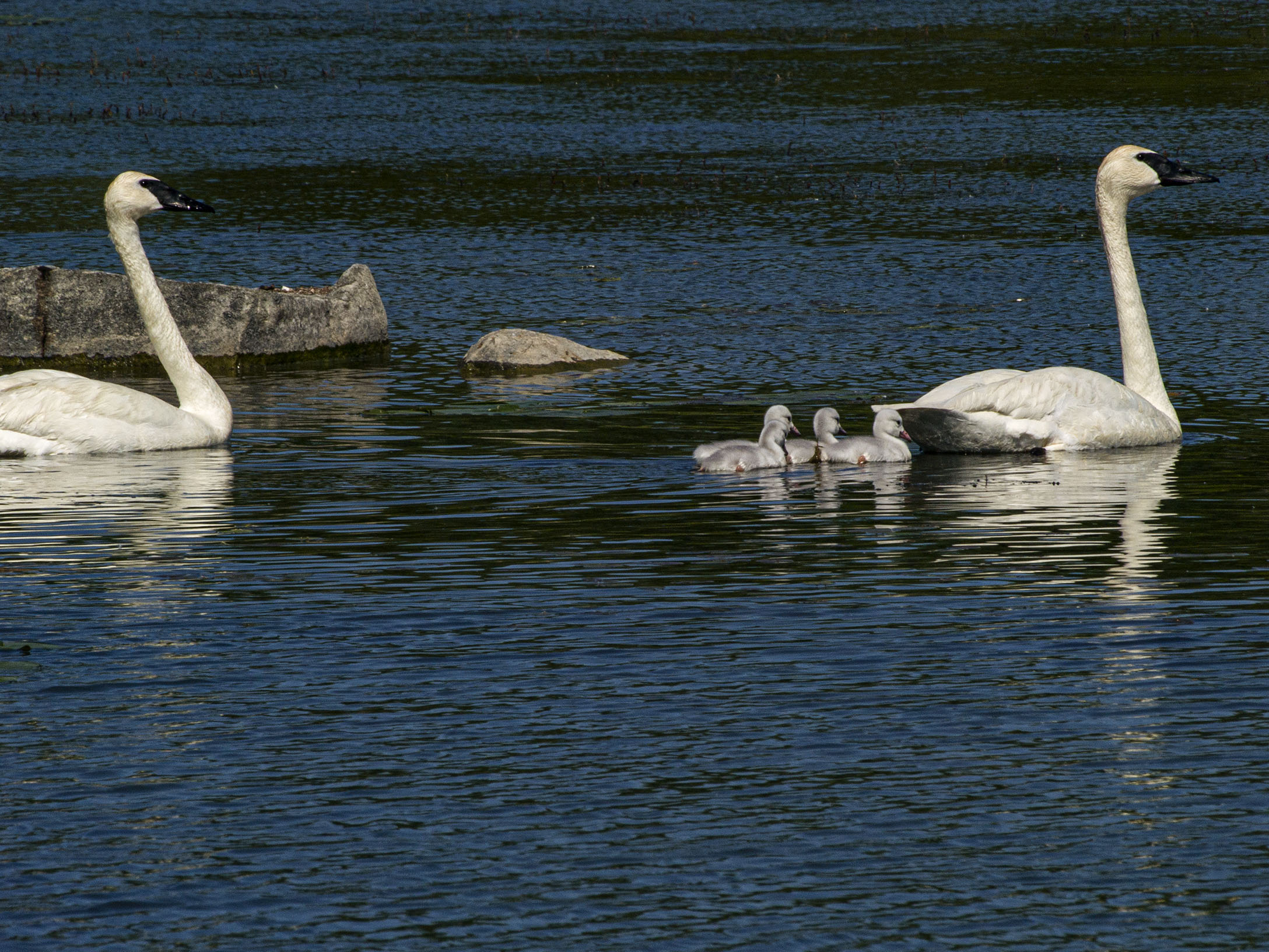 Trumpeter and Cygnets