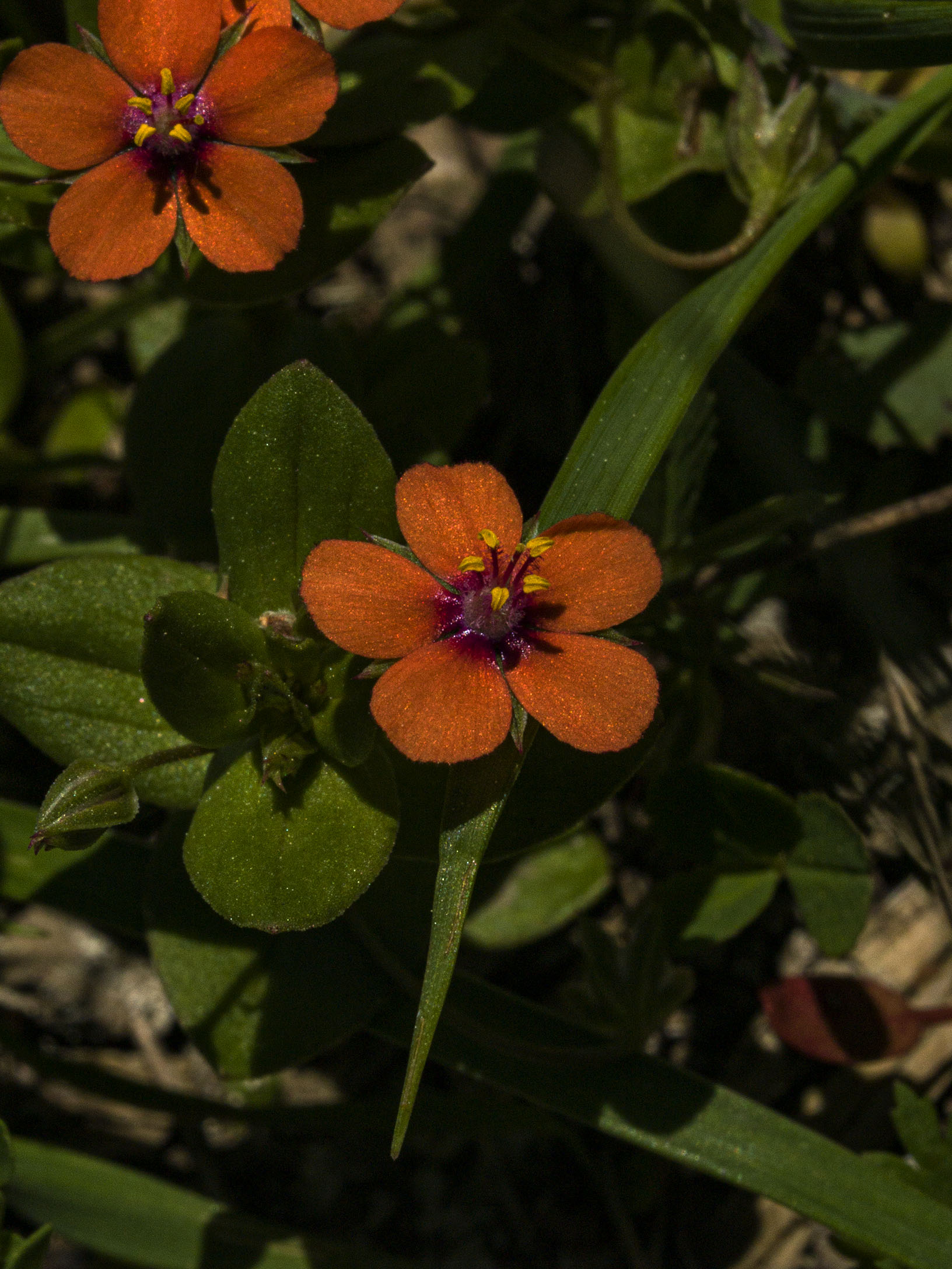 Scarlet Pimpernel