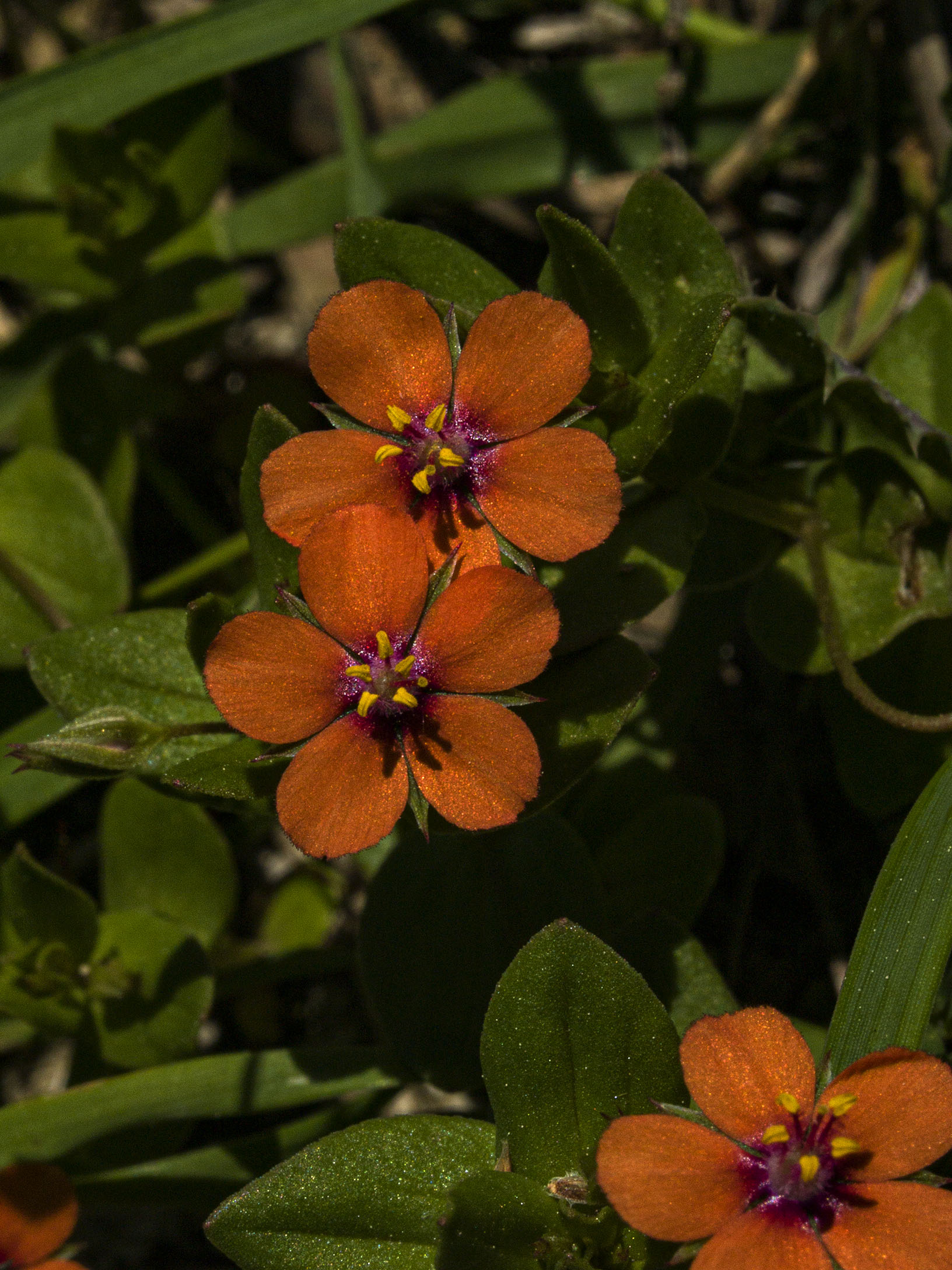 Scarlet Pimpernel