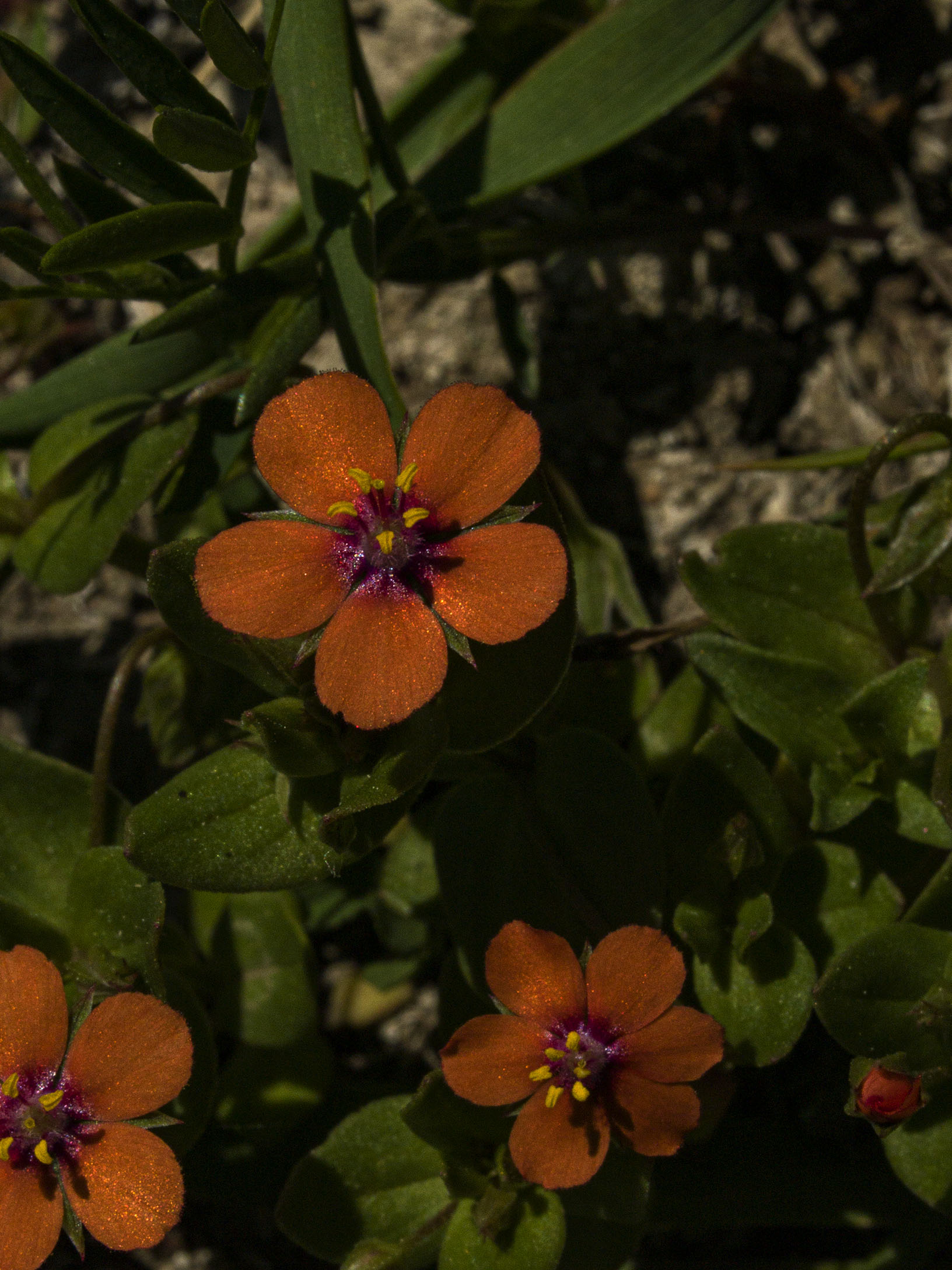 Scarlet Pimpernel