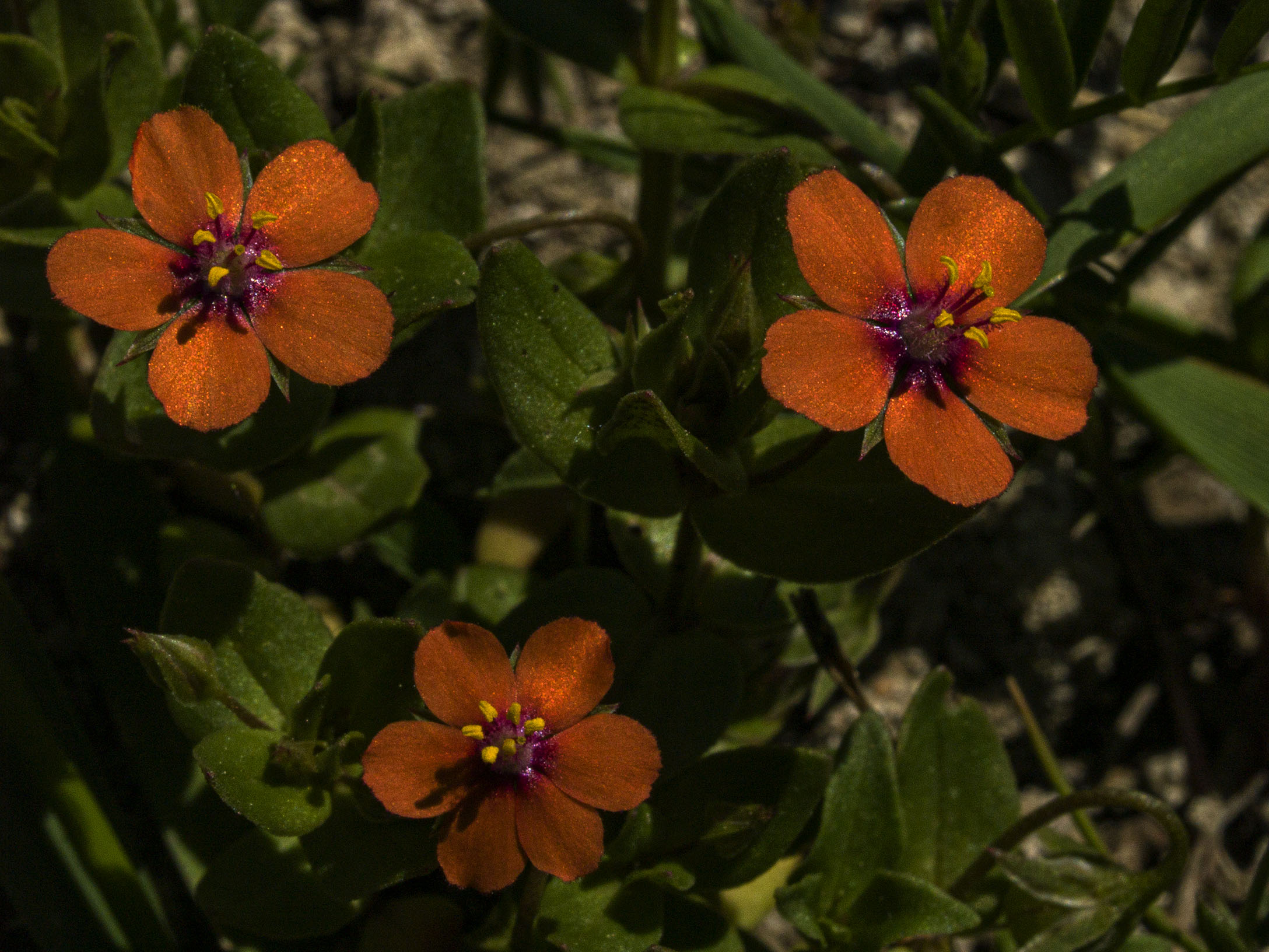 Scarlet Pimpernel