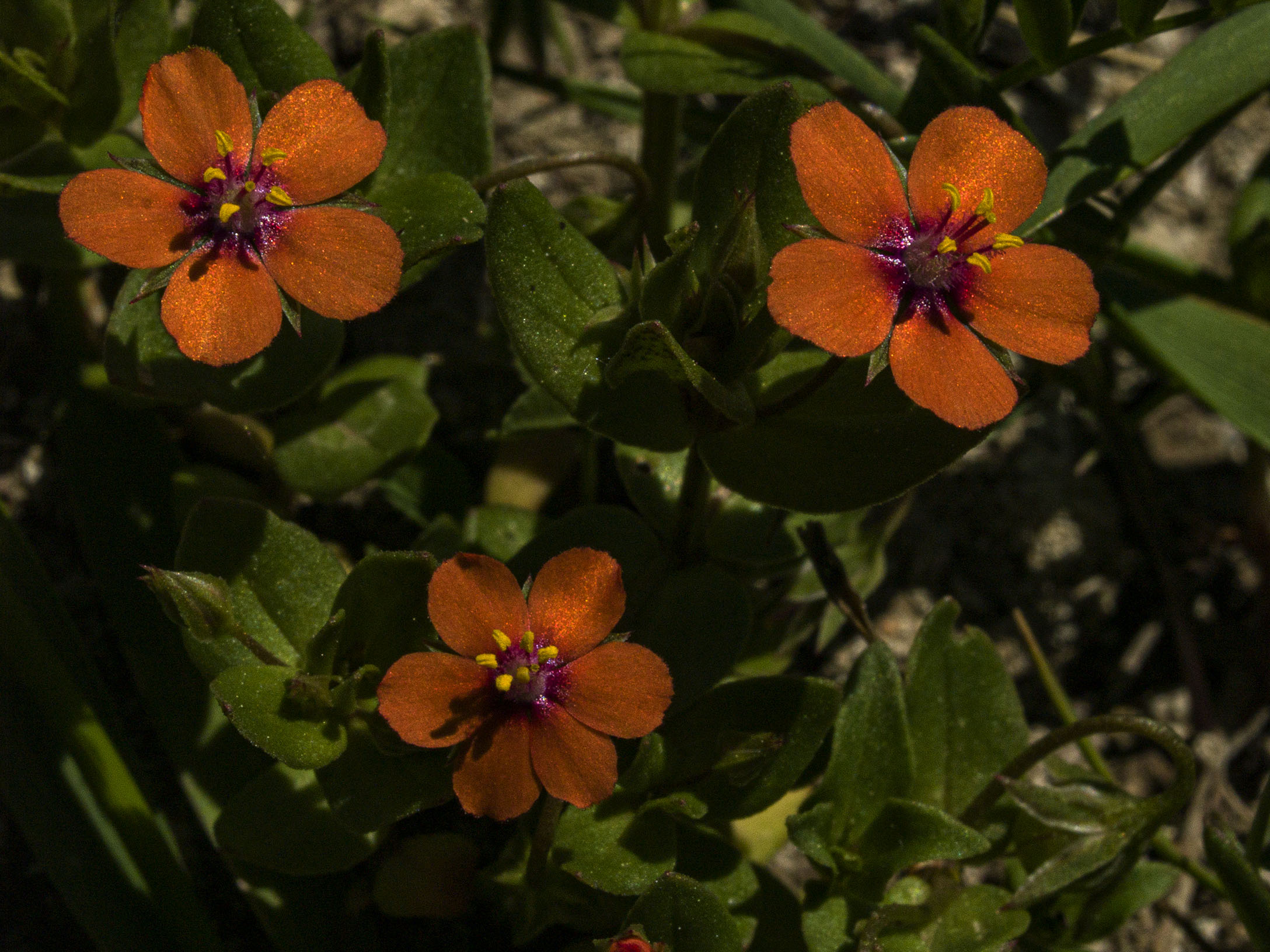 Scarlet Pimpernel