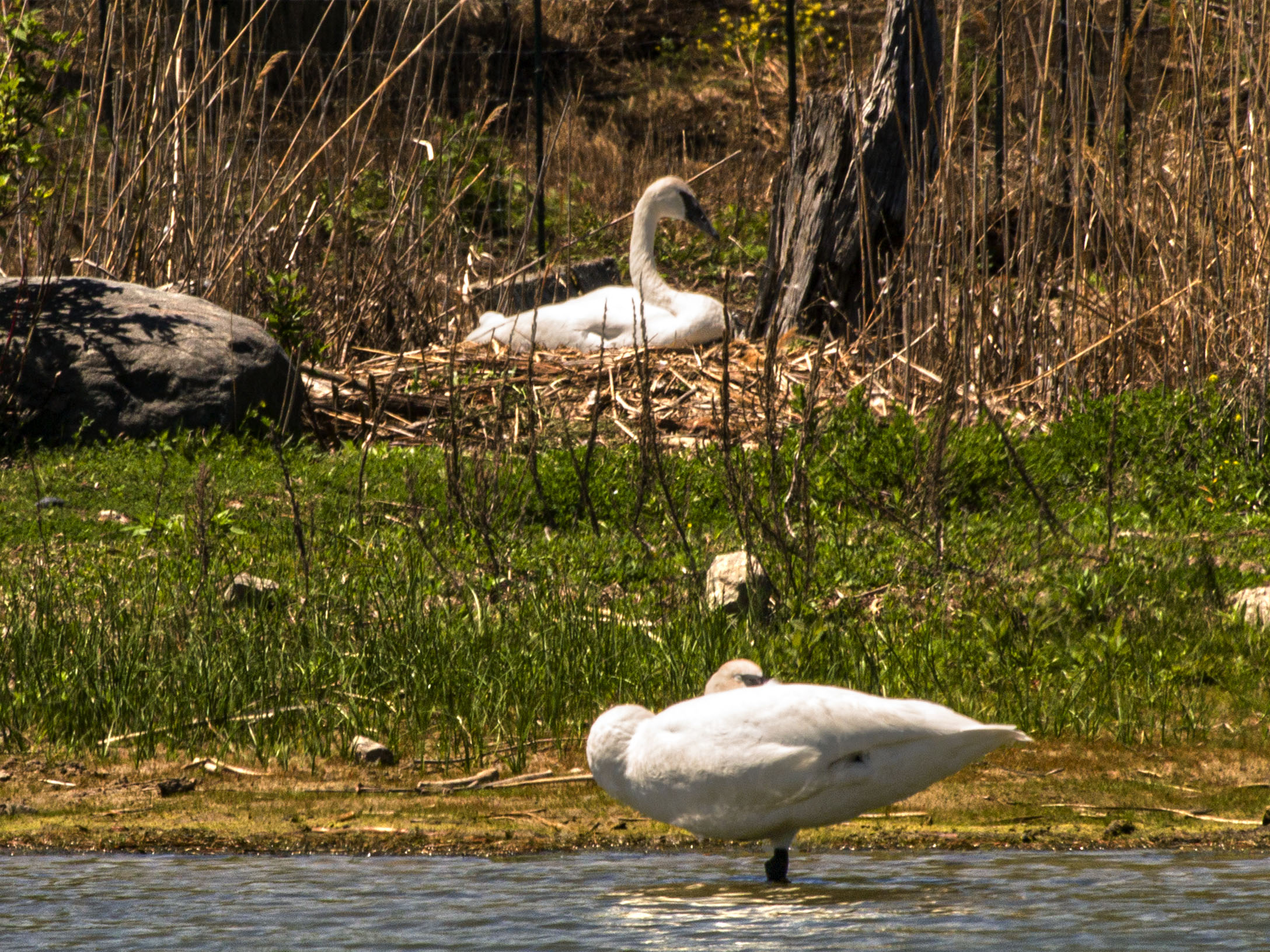 Nesting Pair