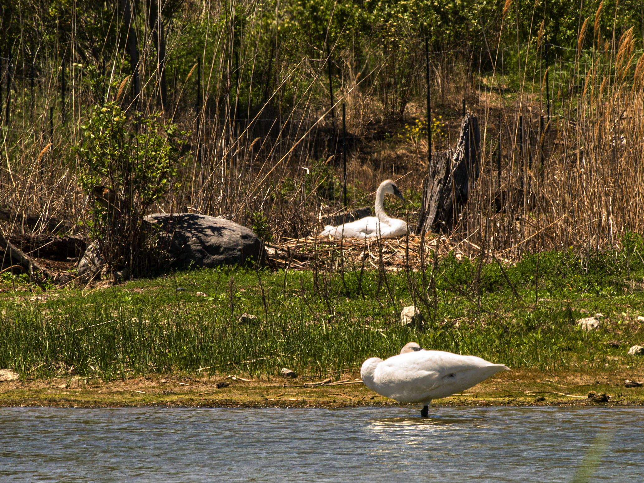 While the female is sitting on the eggs the male is keeping watch