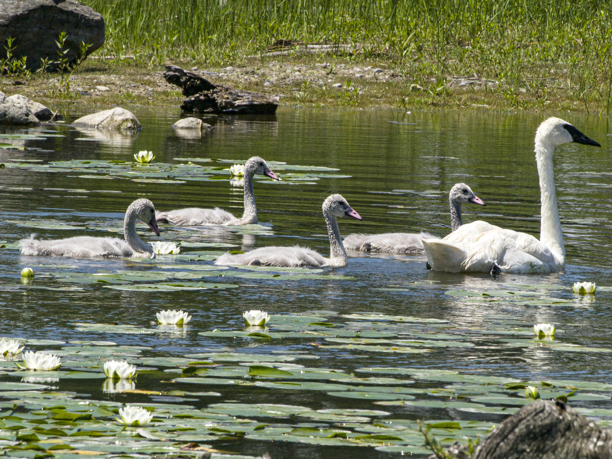 ​Trumpeter Parents and their Cygnets​