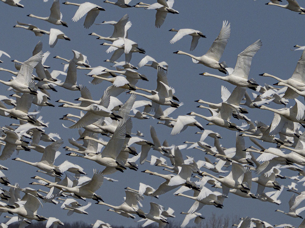Flock Over Thedford Bog