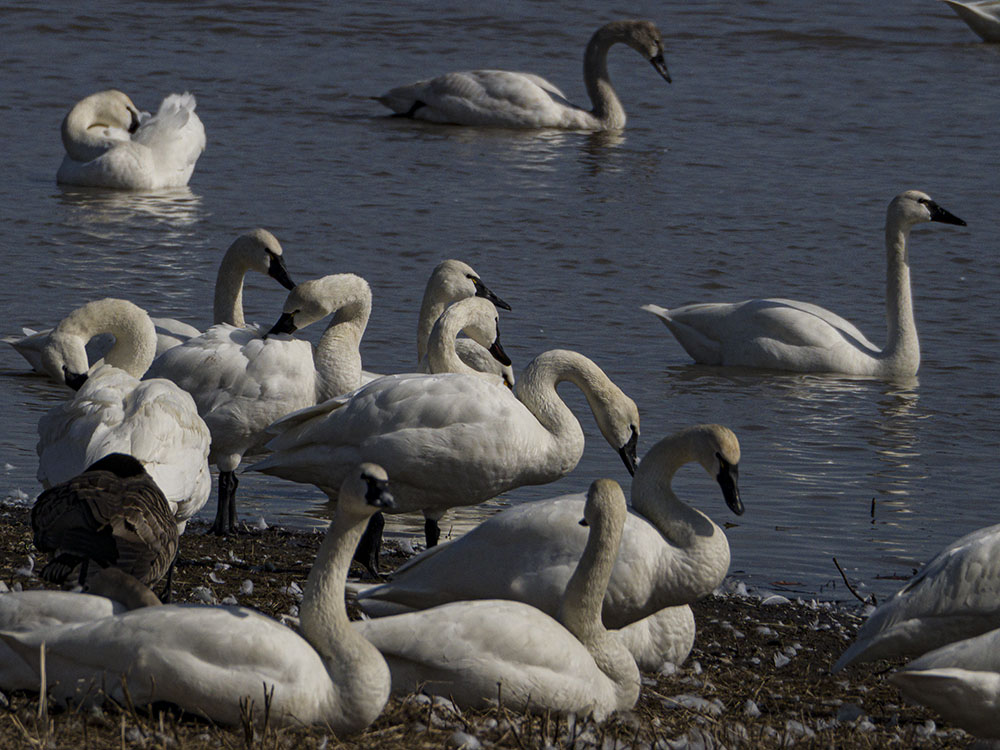 The Tundra Swan Line in Aylmer