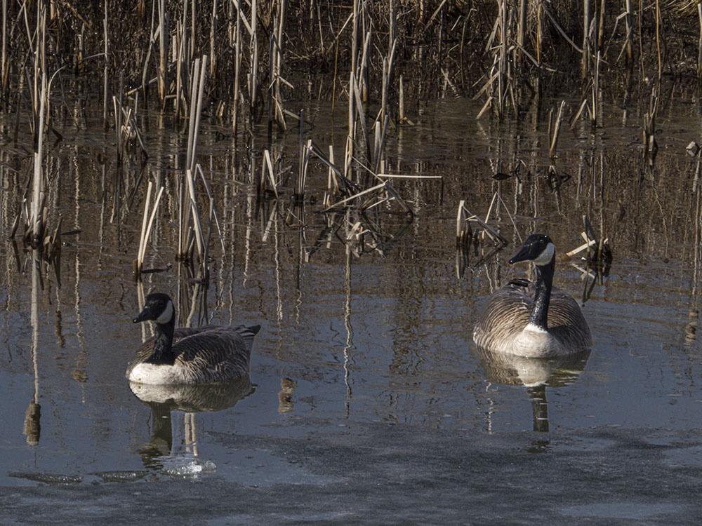 Canada Geese at Aylmer Wildlife Management Area