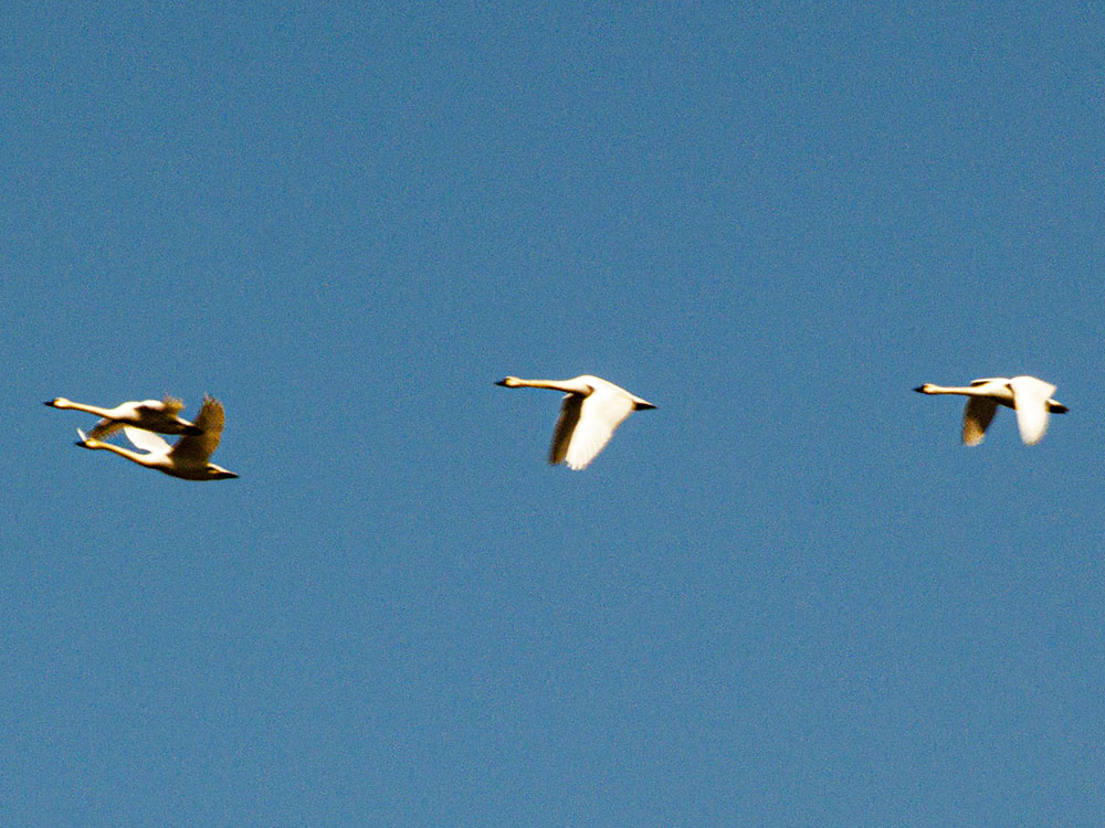 ​Tundra Swan sightings over the years​