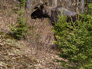 Moose along Highway 60