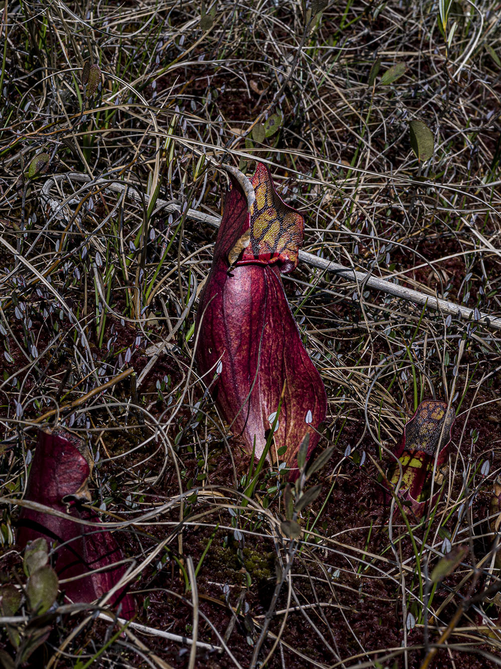 Pitcher plants in a Spruce Bog