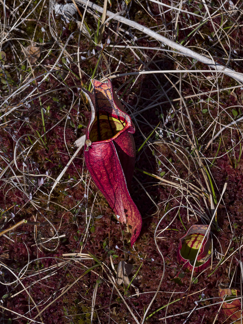 Pitcher plants in a Spruce Bog