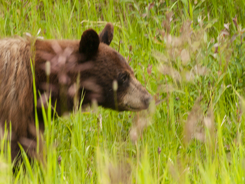 Grizzly in the grass