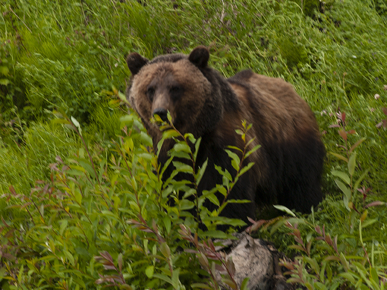 Grizzly checking us out