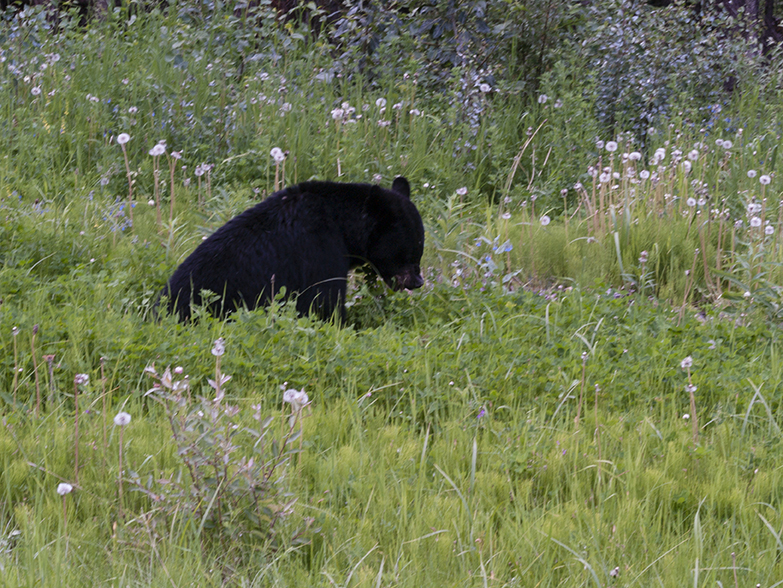 Black Bear