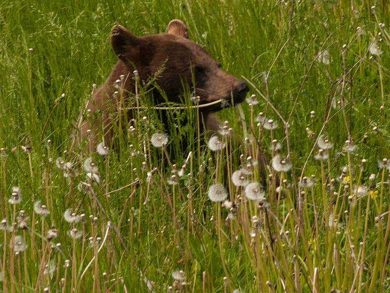 In the dandilions