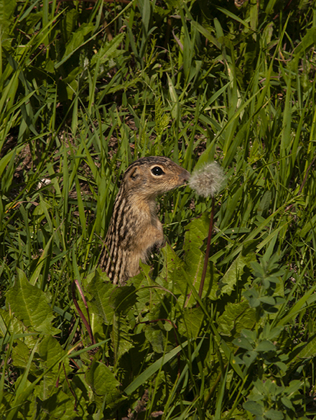 Thirteen-Lined Ground Squirrel