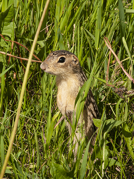 Thirteen-Lined Ground Squirrel