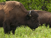 Wood Bison