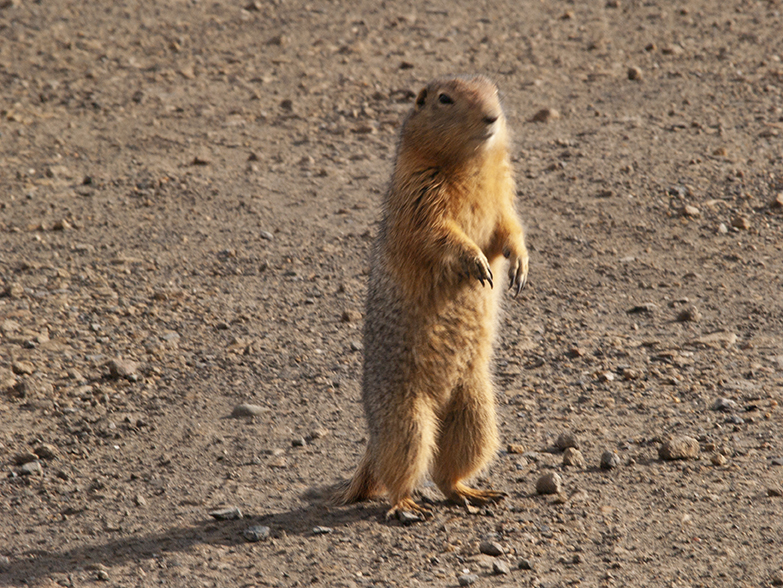 Arctic Ground Squirrel