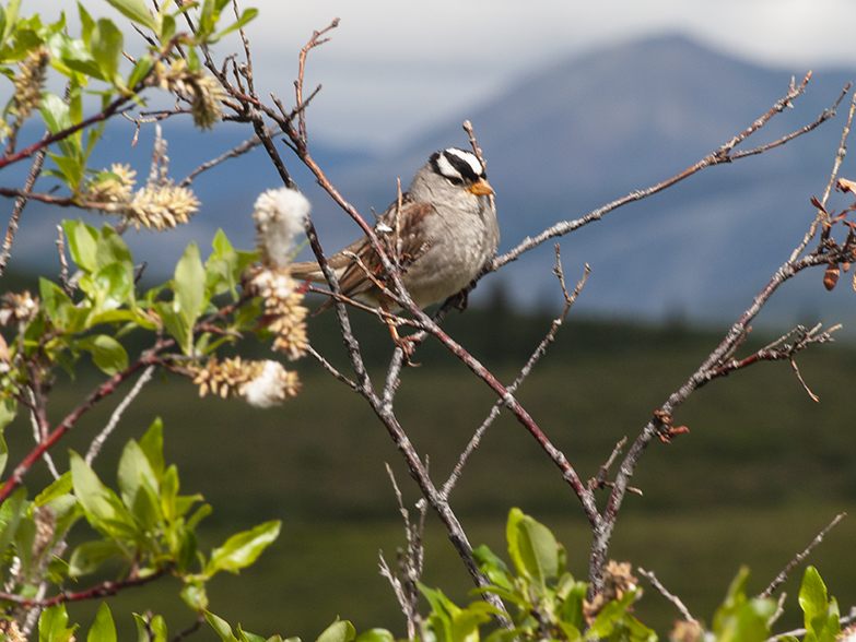 White Crowned Sparrow