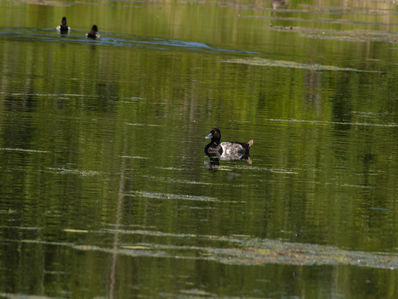 Canvasback Ducks