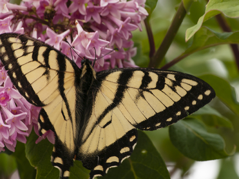 Canadian Tiger Swallowtail Butterfly