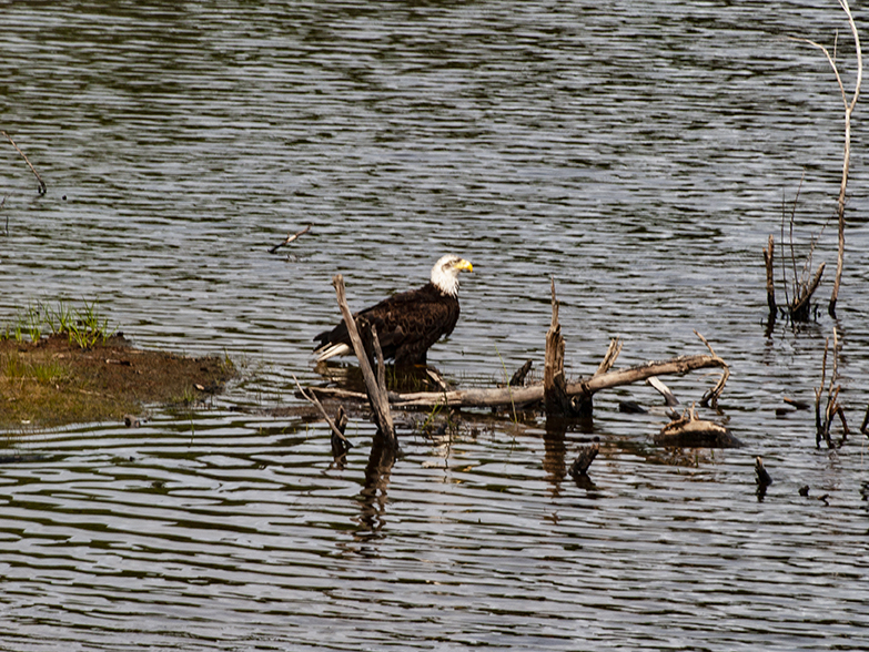 Bald Eagle