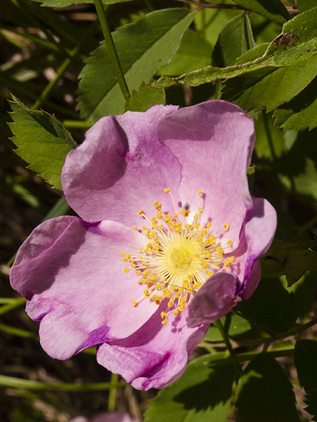 Wild Rose