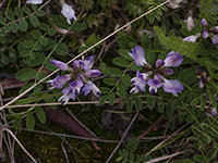 Little Purple Flowers