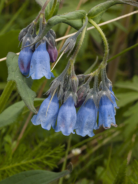 Bluebells