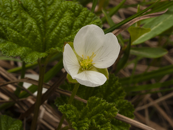 Wild Strawberries