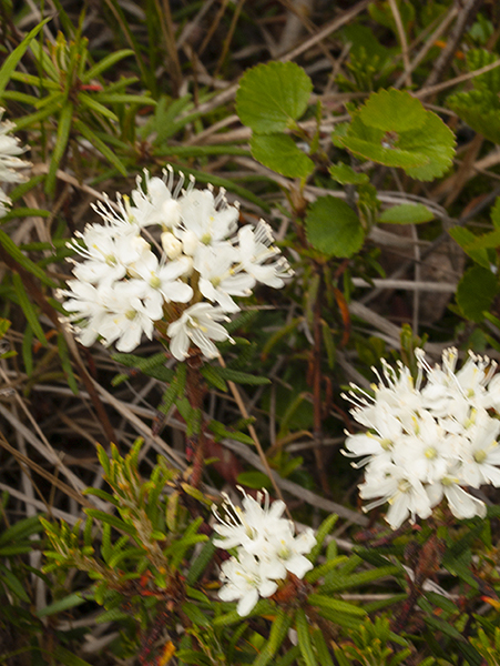 Labrador Tea