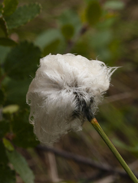 Arctic Cotton